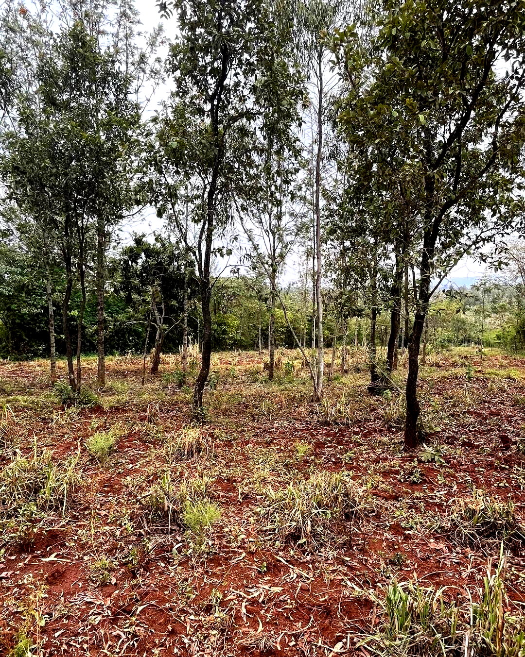 1-Acre Development Plot with Red Soil - Matasia, Ngong