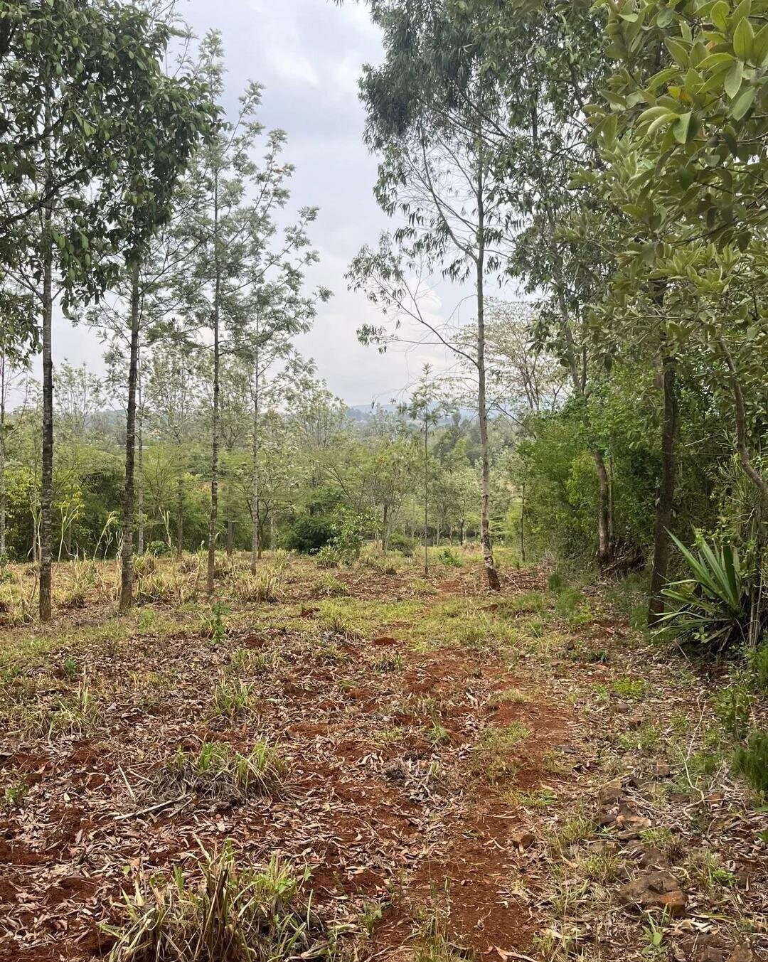 1-Acre Development Plot with Red Soil - Matasia, Ngong
