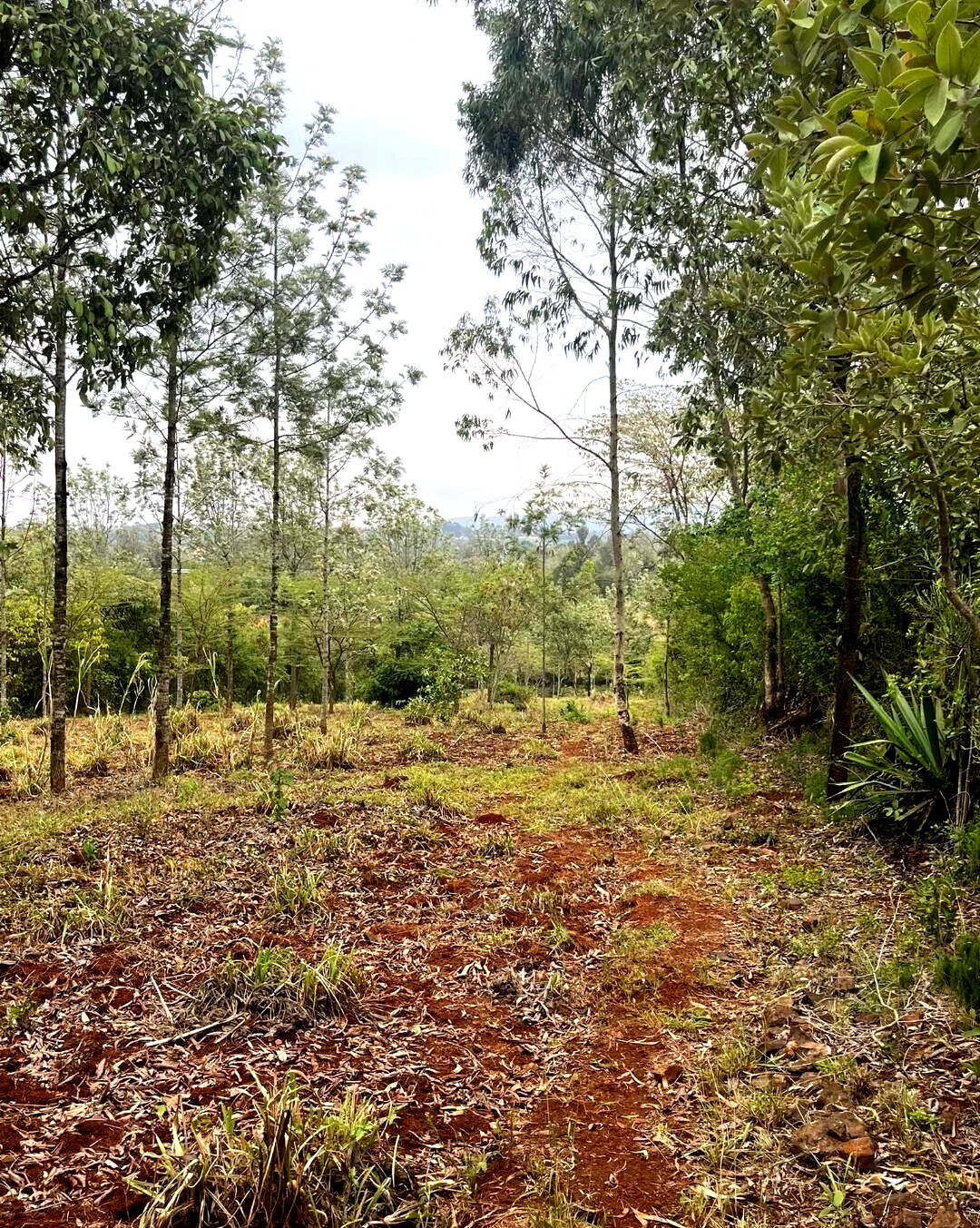 1-Acre Development Plot with Red Soil - Matasia, Ngong