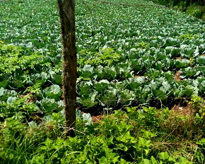 Land on Sale at Ihindu Naivasha - Image 1