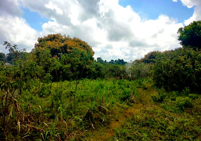 1.5-Acre Plot in Riararidge, Kiambu