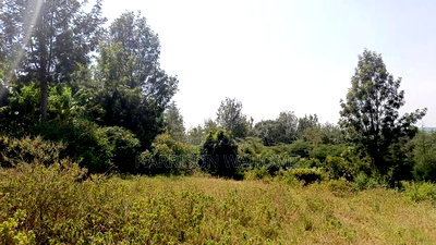 Quarter Acre Plot for Sale in Rongai, Kahuho. - Image 3