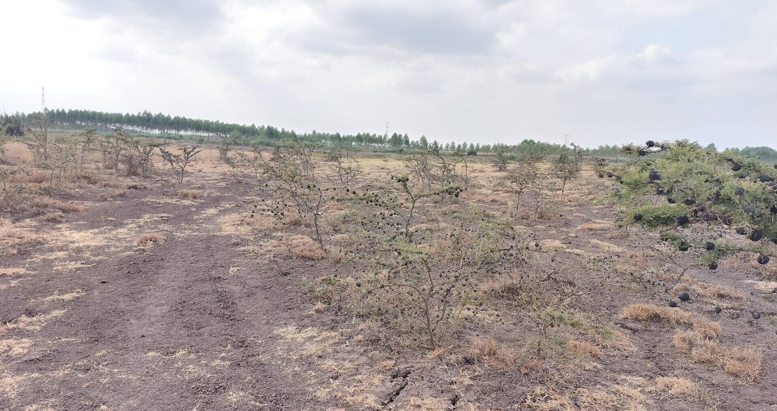 2.5-Acre Garden Plot Off Eastern Bypass