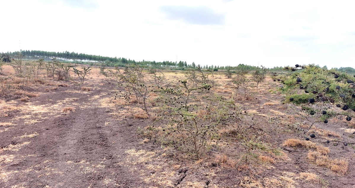 2.5-Acre Garden Plot Off Eastern Bypass