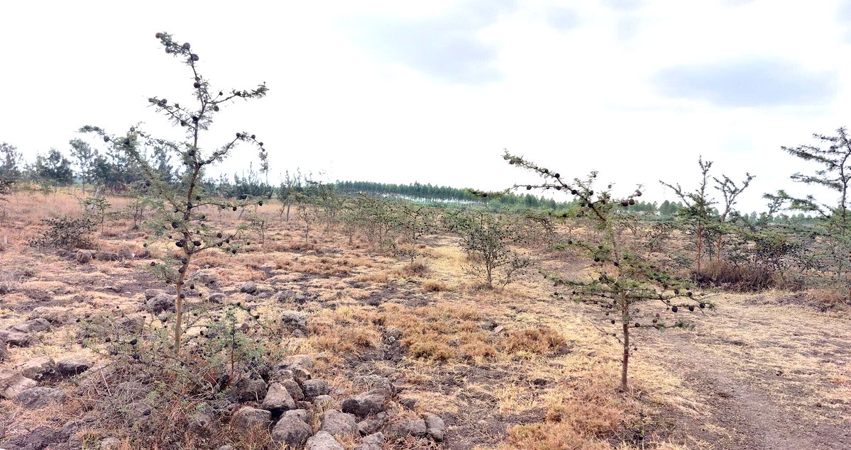 2.5-Acre Garden Plot Off Eastern Bypass