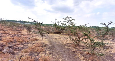2.5-Acre Garden Plot Off Eastern Bypass