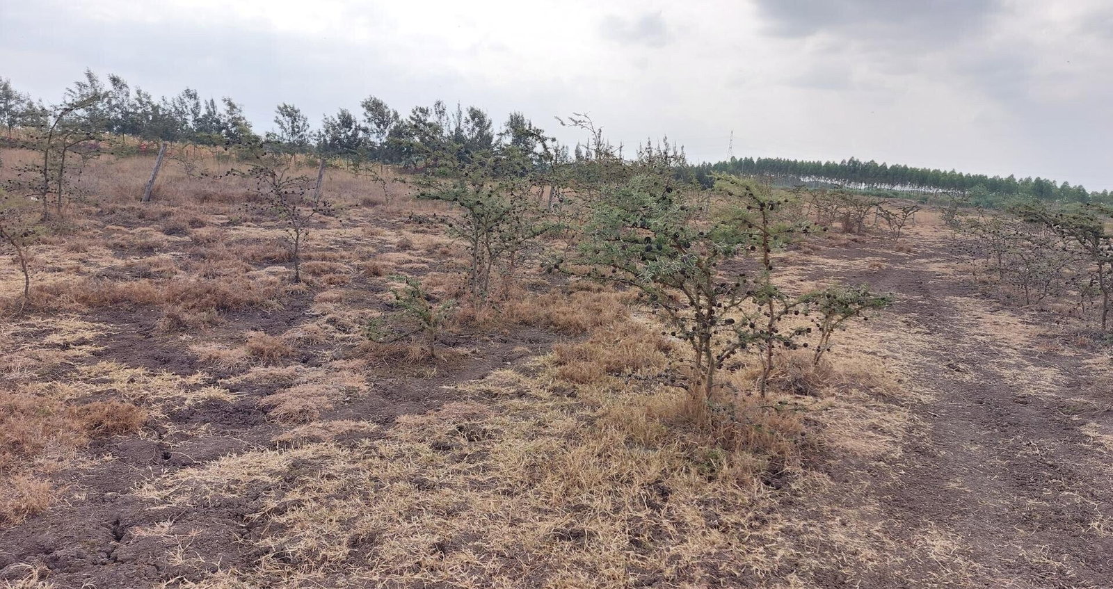 2.5-Acre Garden Plot Off Eastern Bypass