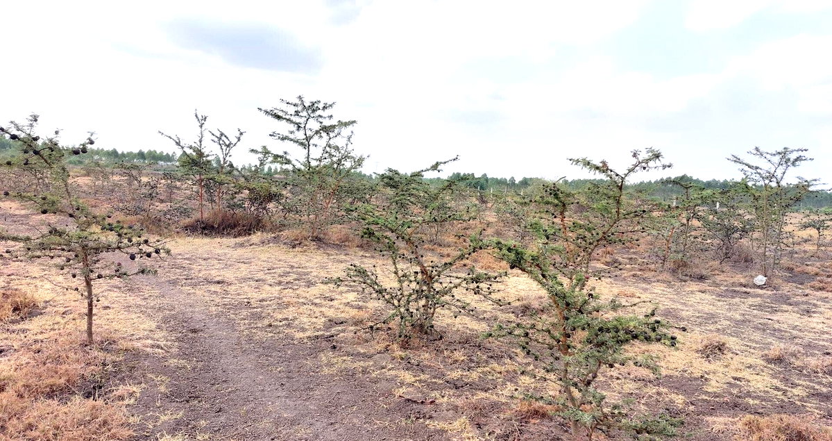 2.5-Acre Garden Plot Off Eastern Bypass