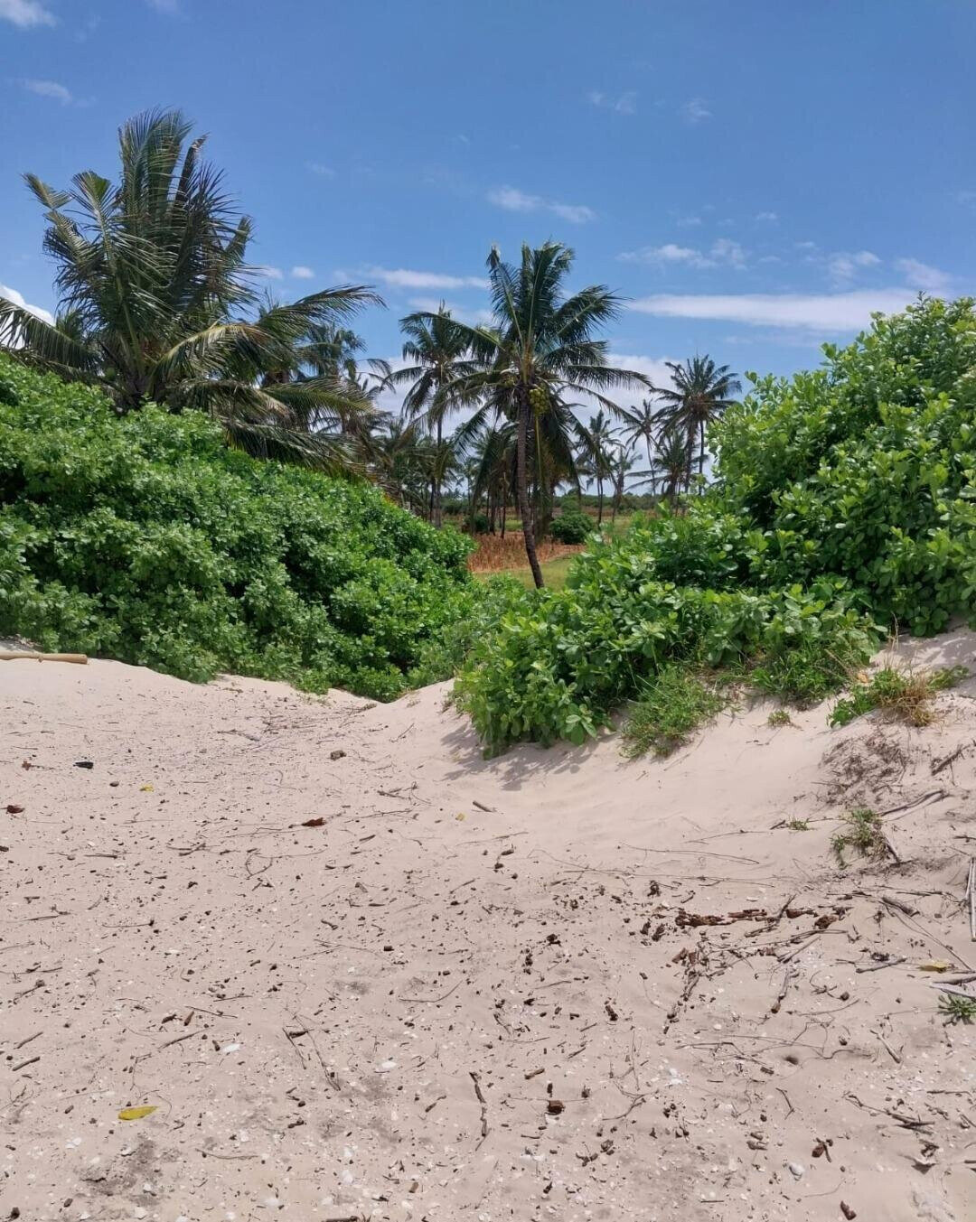 KSh 18M Beach Plot with Garden