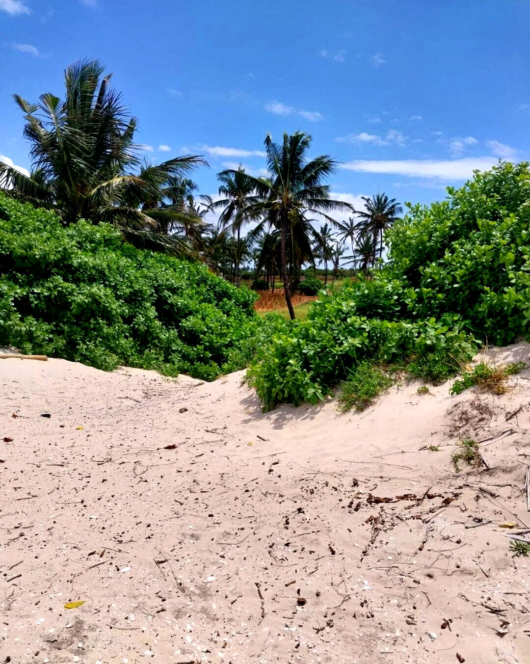 KSh 18M Beach Plot with Garden