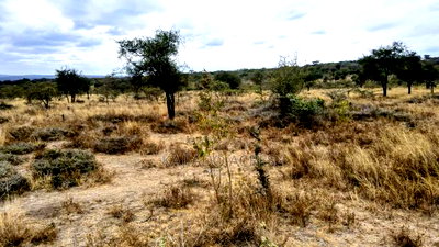 18 Acres Imaroro at 550,000kshs Per Acre - Image 2