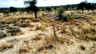 18 Acres Imaroro at 550,000kshs Per Acre - Image 4