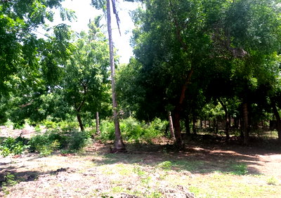 1 Acre Plot Near Pitch & Putt Golf - KSh 22M