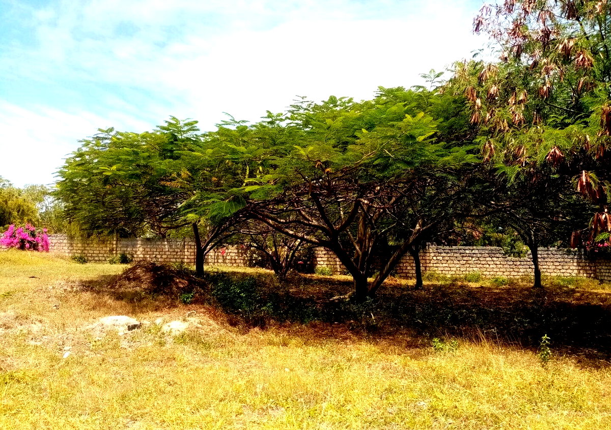Half Acre Plot Near Marine Park