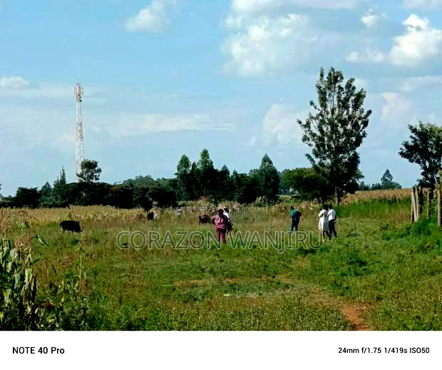 50*100plots in Sobea