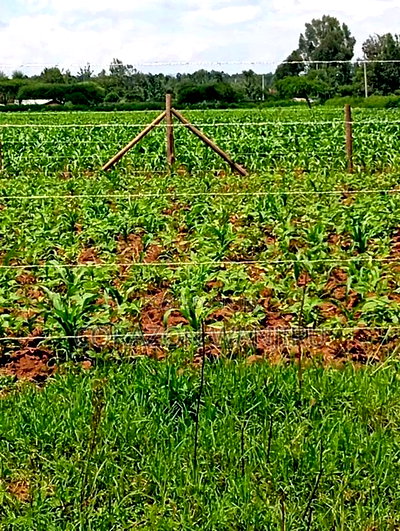 50*100plots in Sobea - Image 3