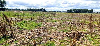 Affordable 2 Acres Land For Sale In Kapseret Eldoret - Image 2