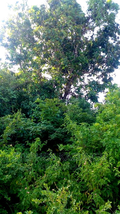2 Acres in Galu Kinondo Beach on 2nd Beach Row - Image 1