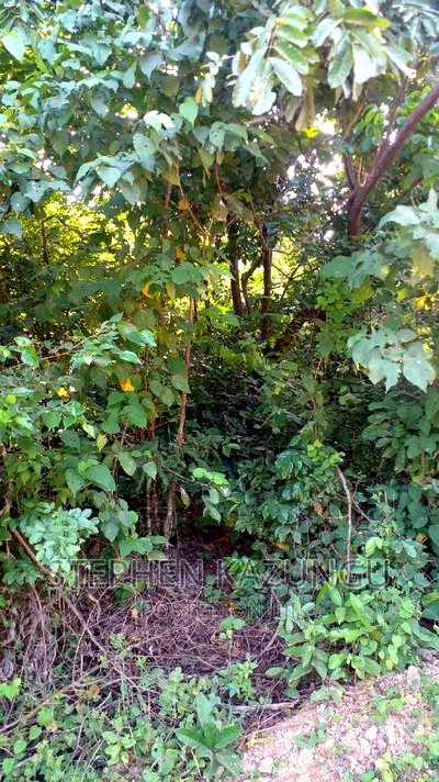 2 Acres in Galu Kinondo Beach on 2nd Beach Row - Image 4