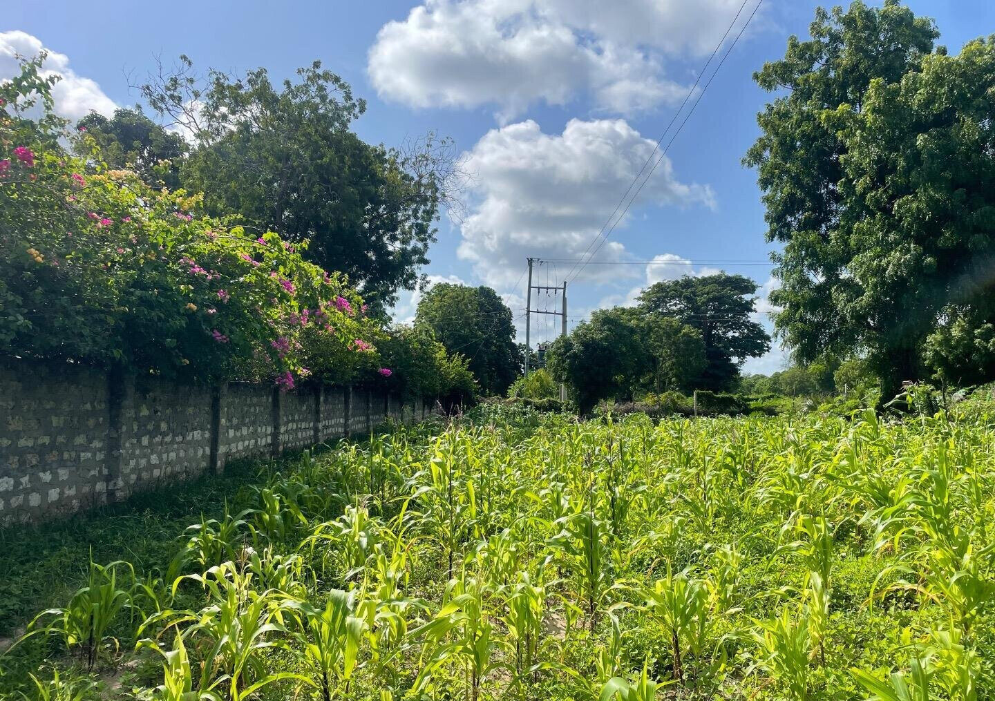 1-Acre Plot with Farmhouse at KSh 8M