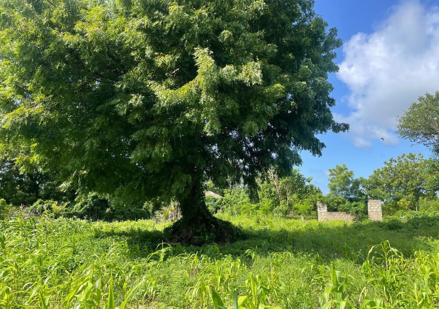 1-Acre Plot with Farmhouse at KSh 8M
