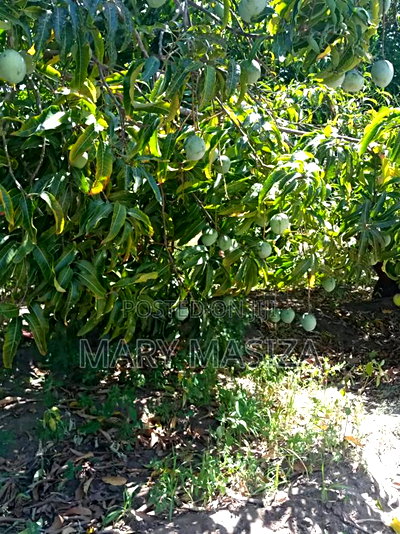 Sofia Affordable Plots Available - Image 1