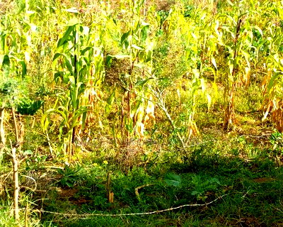 10 Plots on Sale Karati Naivasha - Image 1