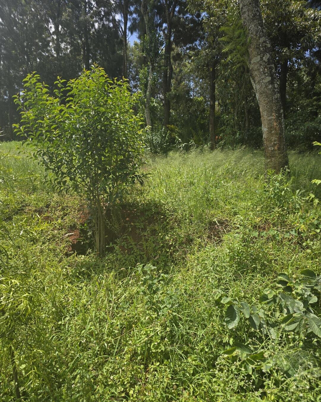 Half Acre Garden Plot at KSh 30M