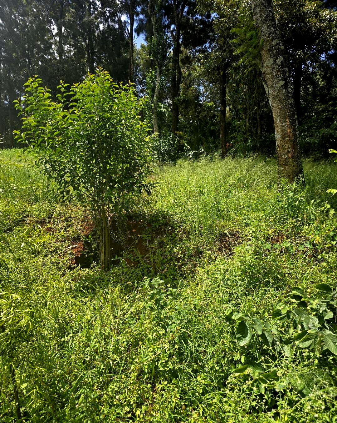 Half Acre Garden Plot at KSh 30M