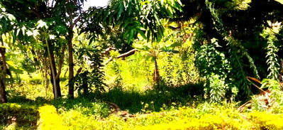 KSh 12.5M Ready Title Plot