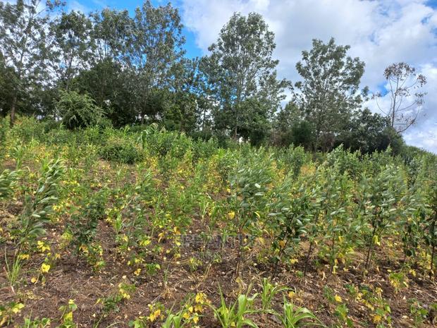 50 by 100 Plots in Makuyu