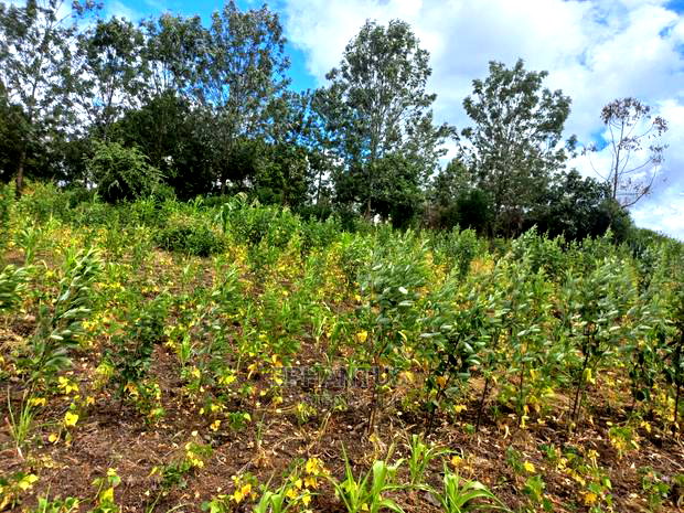 50 by 100 Plots in Makuyu