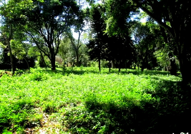 5.1-Acre Lower Kabete Plot at KSh 100M