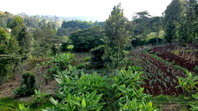 Prime 1/2 Acre Ngere Road, Ngong at 15m - Image 4