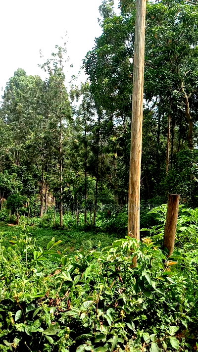 1/4 Acre Piece of Land for Sale - Image 5