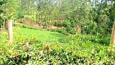 1/4 Acre Piece of Land for Sale - Image 2