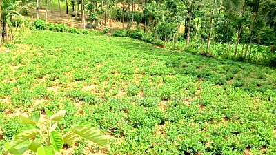 1/4 Acre Piece of Land for Sale - Image 1