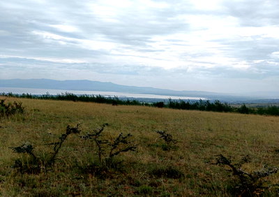 Pet Friendly 50x100 Plot for KSh 700K
