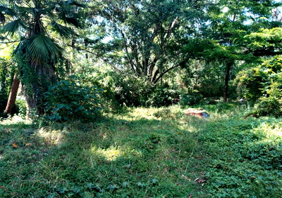 2.7-Acre Development Parcel with Mature Trees – Lower Kabete