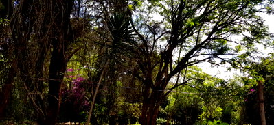 1.6-Acre Family Compound Plot on Runda Grove – Nairobi