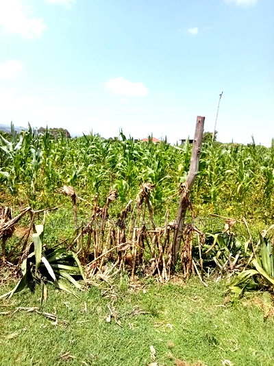 Plot on Sale at Kayole Naivasha - Image 2
