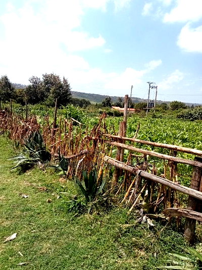 Plot on Sale at Kayole Naivasha - Image 4