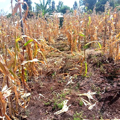 40*80ft Plots for Sale at Kabati Zabka in Muranga - Image 8