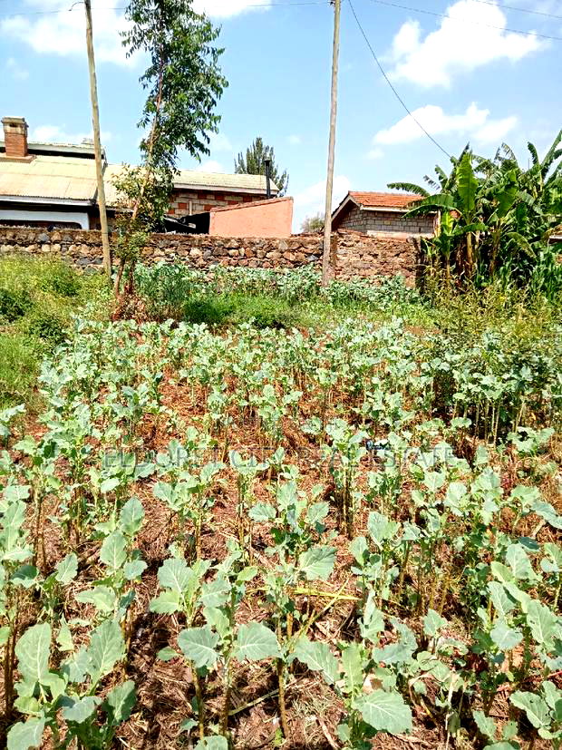 1/8 Plot Kimumu Betterfarm 200 Metres From Tarmac