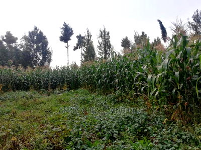 100x100 0.1ha Prime Residential Plot for Sale Kikuyu Ondiri - Image 3