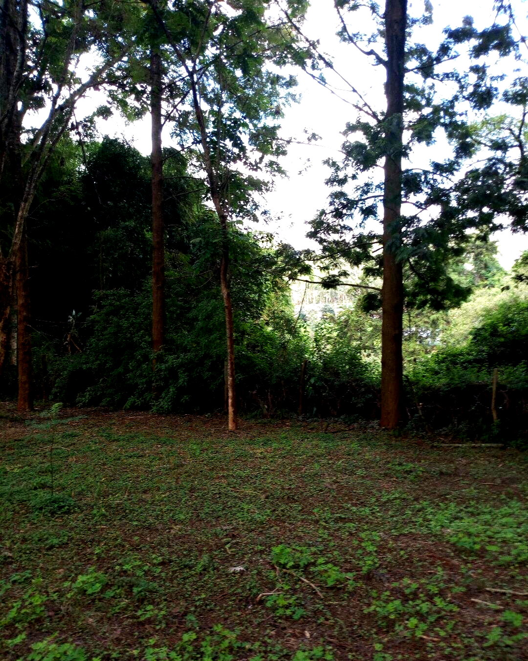 22.1-Acre Garden Land in Dagoretti