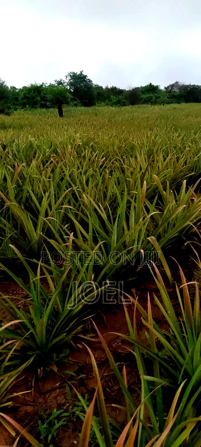 15 Acres Malindi On Offer Ready Title Deed - Image 1