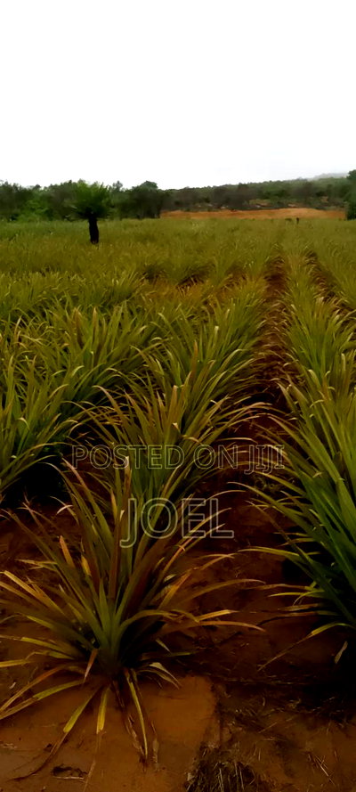 15 Acres Malindi On Offer Ready Title Deed - Image 2