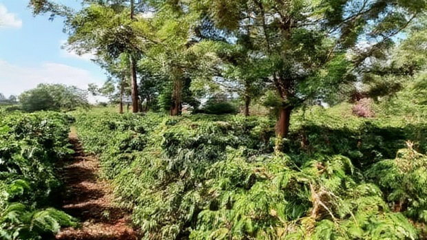 92 Acres for Sale,Thika-Gatanga Highway.
