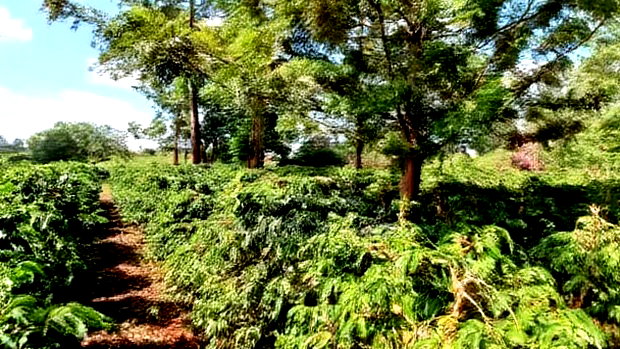 92 Acres for Sale,Thika-Gatanga Highway.